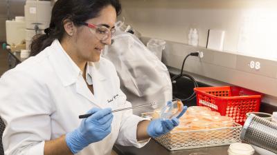 Lab technician prepares petri dishes.