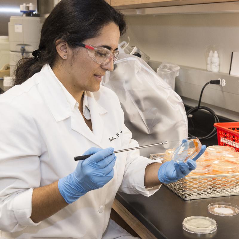 Student with goggles inspecting a dish
