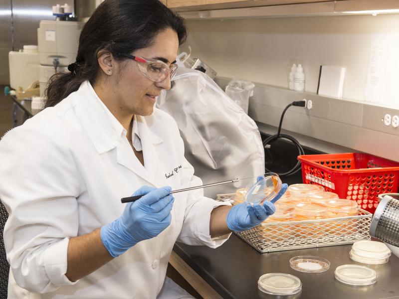 Lab technician prepares petri dishes.