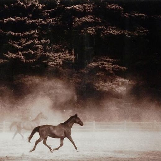Stan Shire Harper's Meadow Corral