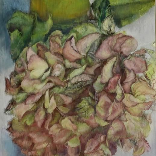 Jan Wilkie Red Hydrangia
